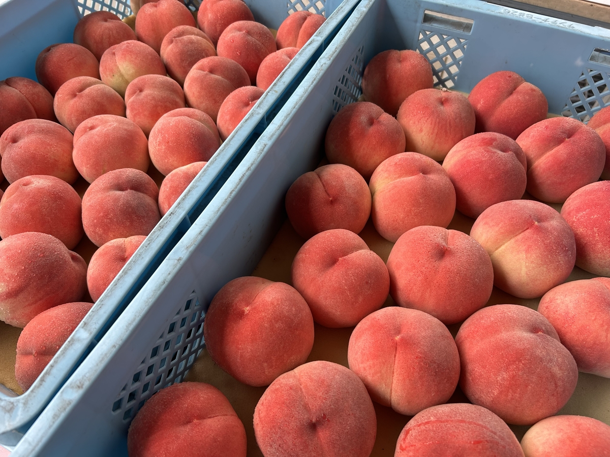 ベルもも購入専用 WM-2 ご自宅用もも 約4kg | 王将果樹園